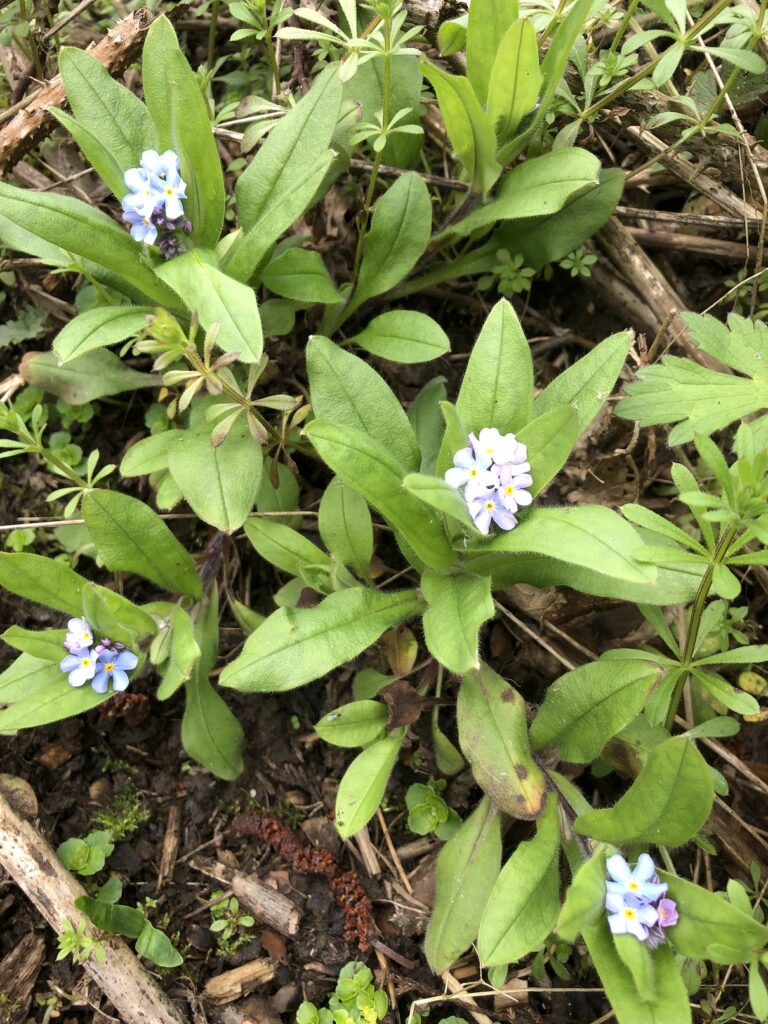 Wild Flowers – Charlton Wood