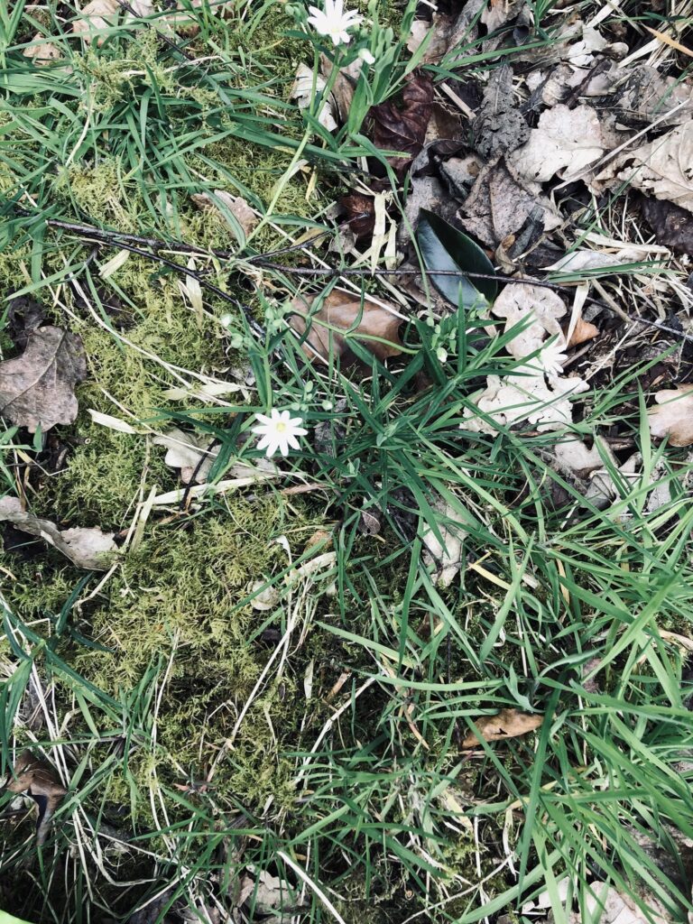 Meadow Starwort